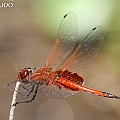 Tramea loewii (Common Glider) male in Cattana Wetlands オセアニアハネビロトンボ<br />Canon 7D + EF400 F5.6L<br />